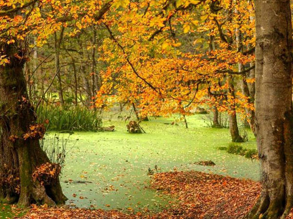 تور سافاری دریوک