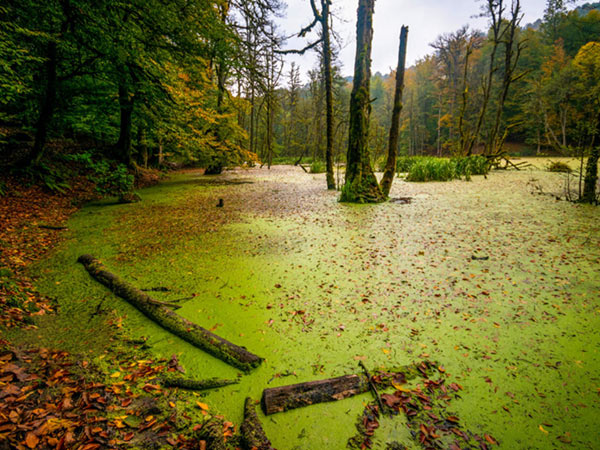 تور سافاری دریوک